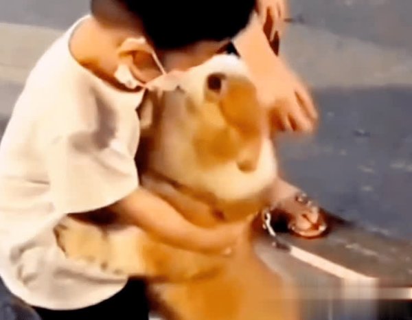 万生优配 小男孩路上遇酷似病故爱犬，抱住它后久久不愿放手